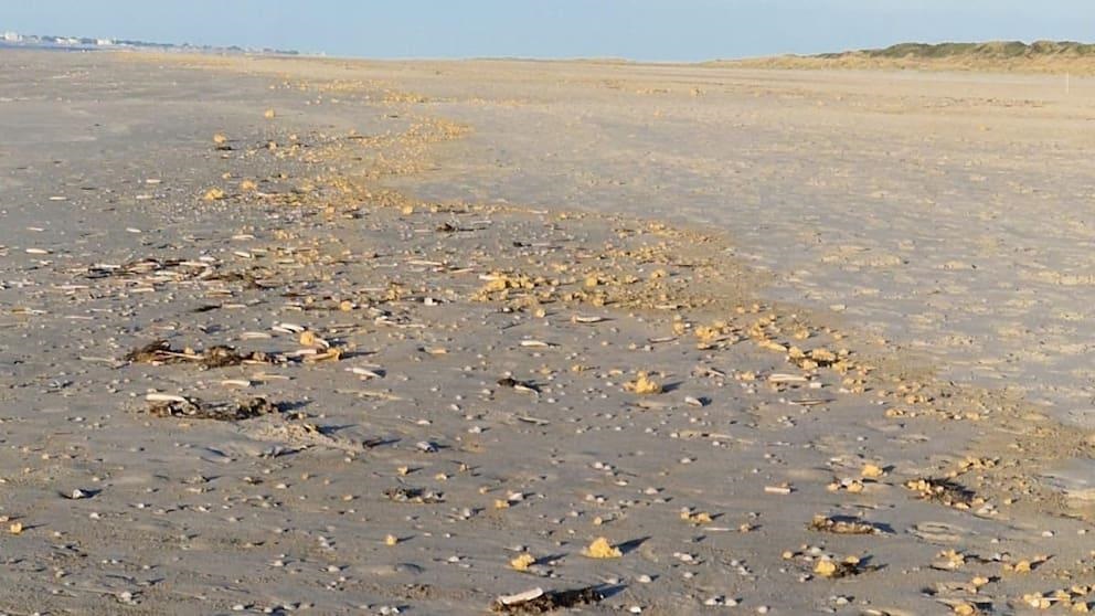 У Німеччині узбережжя засипало шматками парафіну