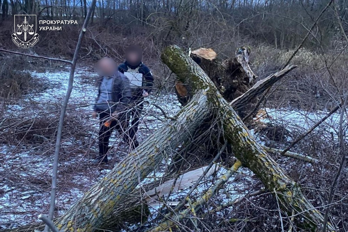 Новини України - На Закарпатті дерево впало на 8-річну дитину: дівчинка загинула